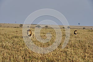 big male lion, Panthera leo, with dark mane, Maasai Mara