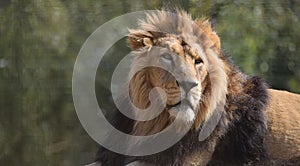 Big Male Lion Portrait Head face and mane