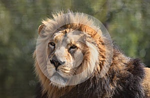 Big Male Lion Portrait Head face and mane