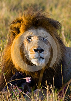 Big male lion in the savanna. National Park. Kenya. Tanzania. Maasai Mara. Serengeti.