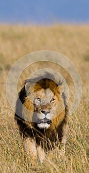 Big male lion in the savanna. National Park. Kenya. Tanzania. Maasai Mara. Serengeti.