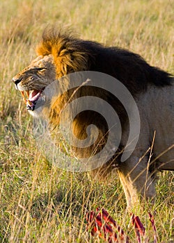 Big male lion in the savanna. National Park. Kenya. Tanzania. Maasai Mara. Serengeti.