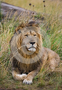 Big male lion in the savanna. National Park. Kenya. Tanzania. Maasai Mara. Serengeti.