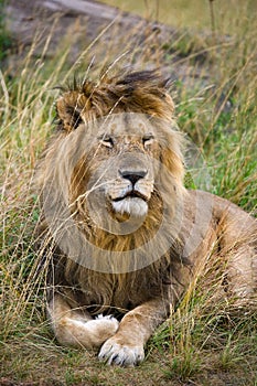 Big male lion in the savanna. National Park. Kenya. Tanzania. Maasai Mara. Serengeti.