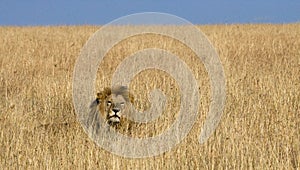 Big male lion in the savanna. National Park. Kenya. Tanzania. Maasai Mara. Serengeti.