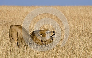Big male lion in the savanna. National Park. Kenya. Tanzania. Maasai Mara. Serengeti.