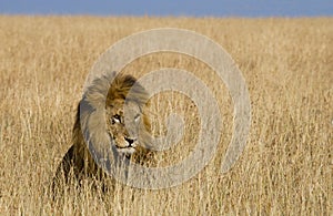 Big male lion in the savanna. National Park. Kenya. Tanzania. Maasai Mara. Serengeti.