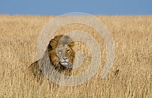 Big male lion in the savanna. National Park. Kenya. Tanzania. Maasai Mara. Serengeti.