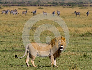 Big male lion in the savanna. National Park. Kenya. Tanzania. Maasai Mara. Serengeti.