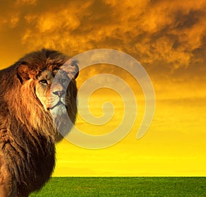 Big male lion on the savannah