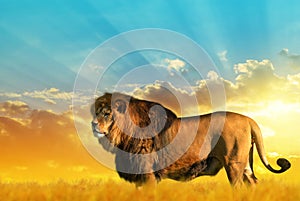 Big male lion on the savannah