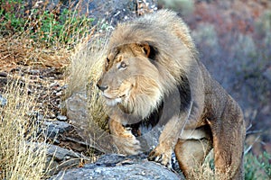 Big male lion in the savannah of Namibia