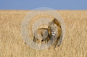 Big male lion standing in the savanna. National Park. Kenya. Tanzania. Maasai Mara. Serengeti.