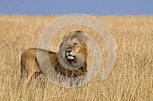 Big male lion standing in the savanna. National Park. Kenya. Tanzania. Maasai Mara. Serengeti.
