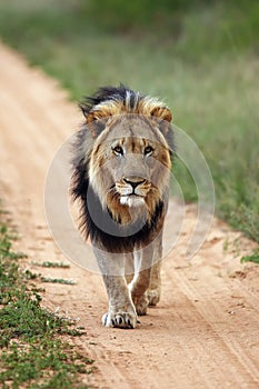 Big male lion,  Transvaal  or the Southeast African lion Panthera leo krugeri with black mane on the road. A large lion with a