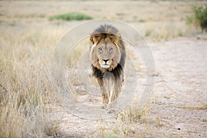 Big male lion walking