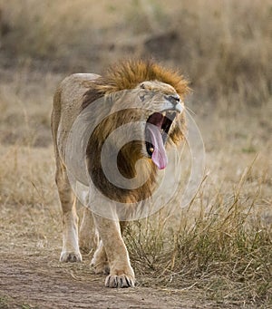 Big male lion yawning in the morning. National Park. Kenya. Tanzania. Maasai Mara. Serengeti.