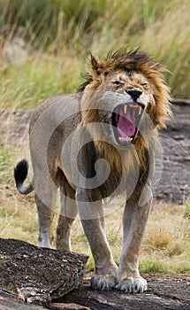 Big male lion yawning in the morning. National Park. Kenya. Tanzania. Maasai Mara. Serengeti.