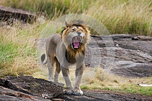 Big male lion yawning in the morning. National Park. Kenya. Tanzania. Maasai Mara. Serengeti.