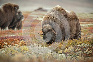 Big male musk ox, Norway photo