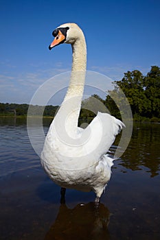 Big male mute swan