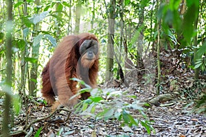 Big male Orangutan