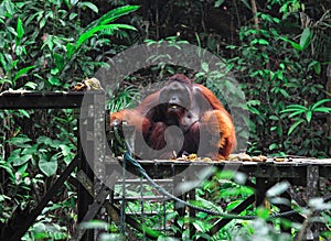 Big male of orangutan
