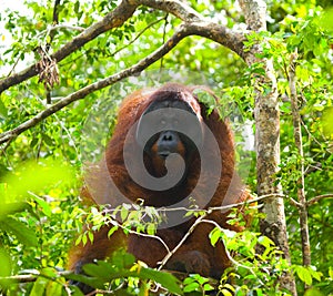 Big male orangutan on a tree in the wild. Indonesia. The island of Kalimantan Borneo.