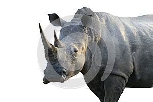 Big male rhinoceros