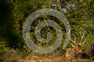 big male sambar deer or rusa unicolor portrait with long horns relaxing in forest in natural green background in jungle safari at