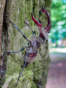 Big male stag beetle on the tree branch