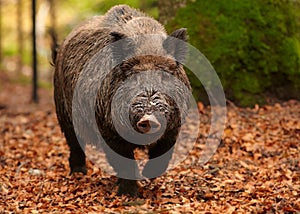 big male Sus scrofa Wild boar in autumn beech forest
