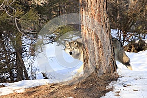 Big male timber wolf behind tree