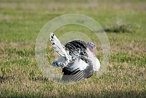 Big male turkey strutting in an open green field