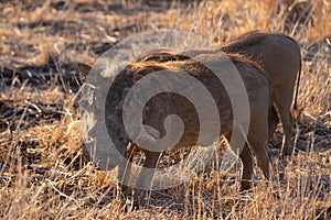 Big male Warthog at sunrise.