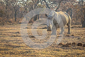 Big male White rhino standing in the grass