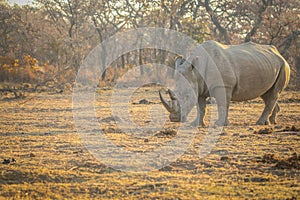 Big male White rhino standing in the grass