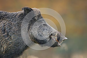 Big male wild boar