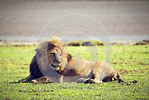 Big male wild lion on savannah. Ngorongoro, Africa.