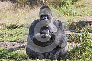 Big males gorilla