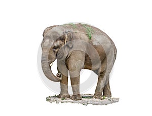 Big mammal animal elephant on a white background