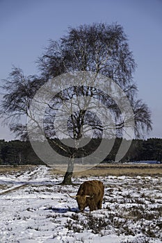 big mammal galloways walking facing the camera photo