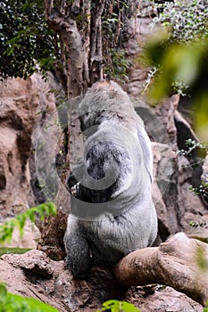 Big Mammal Gray Adult Strong Gorilla