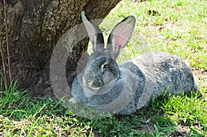 Big mammal rabbit