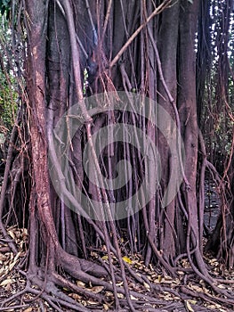 Manglar Tree, Guayaquil, Ecuador photo