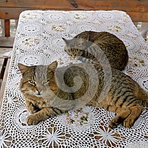 Big mature cat and kitten lying on a table outdoors