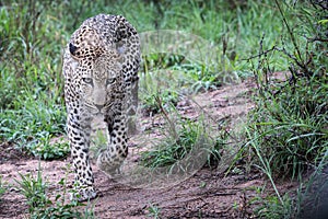 Big mature male leopard stalking