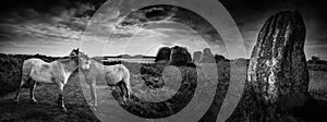 Big megaliths - menhirs in Carnac France and horses photo