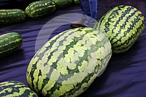 Big melon weigh in at The Chinchilla Melon Festival in Chinchilla Queensland Australia