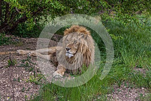 Big mighty lion resting under a tree. The Panthera leo is a species in the family Felidae; it is a deep-chested cat with a short,